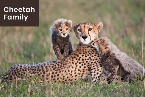 cheetah-protect-family-and-young-ones