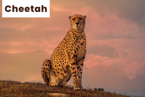 cheetah-land-animal