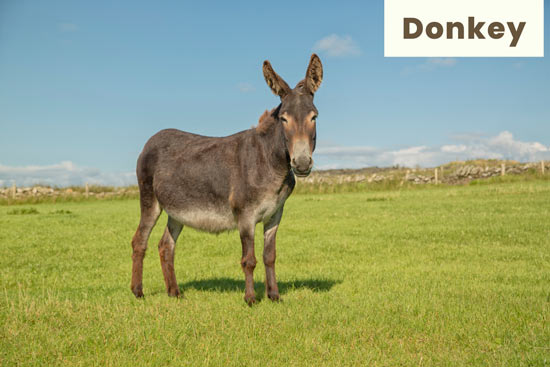 donkey-land-animal