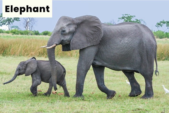 elephant-land-animal