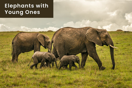 elephants-protect-their-young-ones-and-family