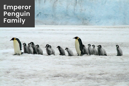emperor-penguins-protect-their-family