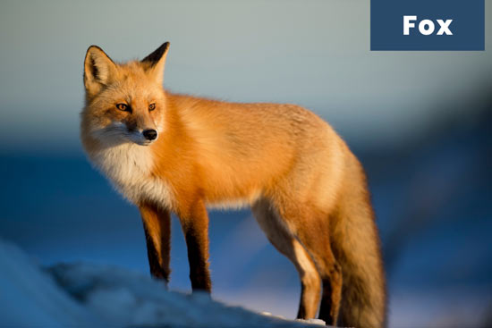 fox-land-or-terrestrial-animal