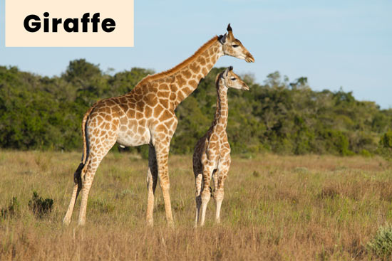 giraffe-land-animal