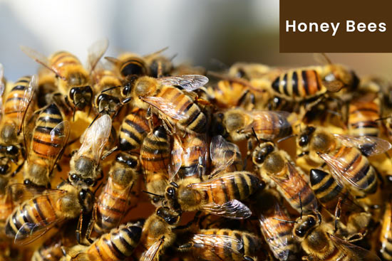honey-bees-protect-family