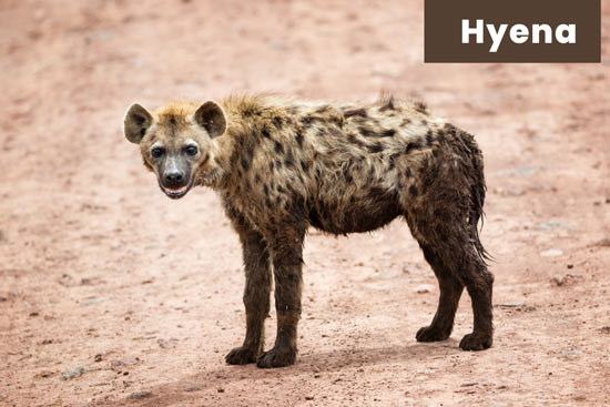 hyena-land-or-terrestrial-animal