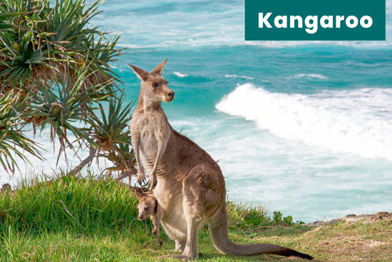 kangaroo-land-animal