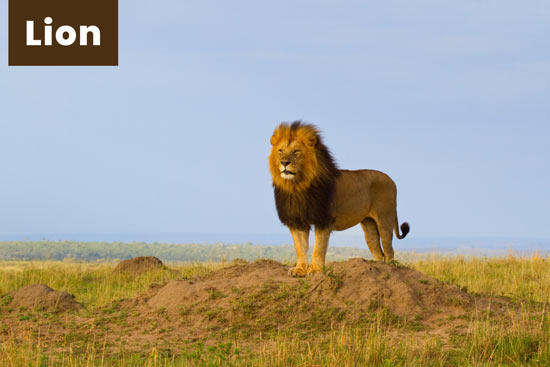 lion-land-or-terrestrial-animal