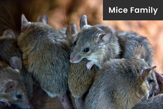 mice-protect-family