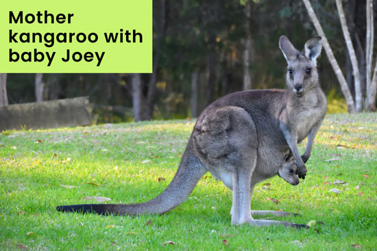 mother-kangaroo-protect-young-baby-joey
