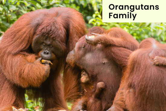 orangutans-protect-their-family