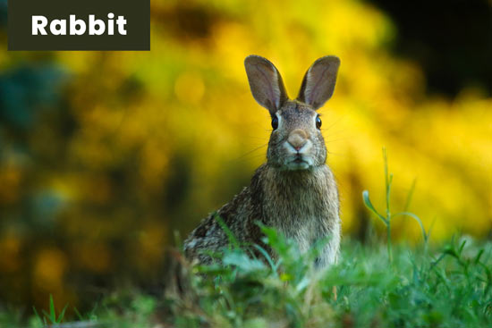 rabbit-land-or-terrestrial-animal