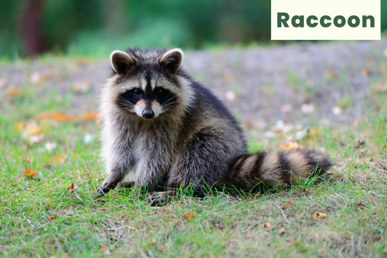 raccoon-land-or-terrestrial-animal