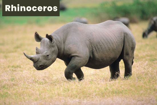 rhinoceros-land-animal