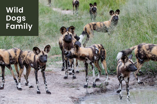 wild-dogs-protective-family