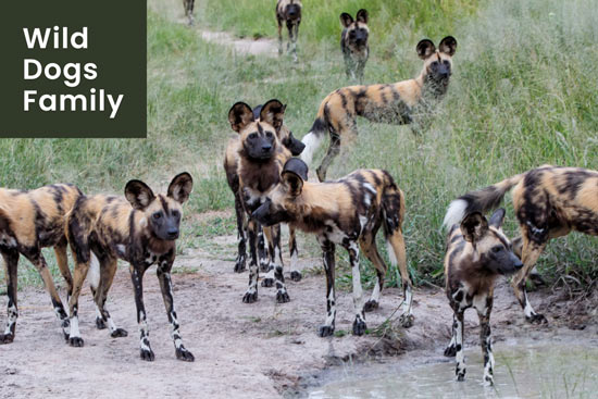 17 Animals That Protect Their Family and Young Ones 17 Animals That Protect Their Family and Young Ones