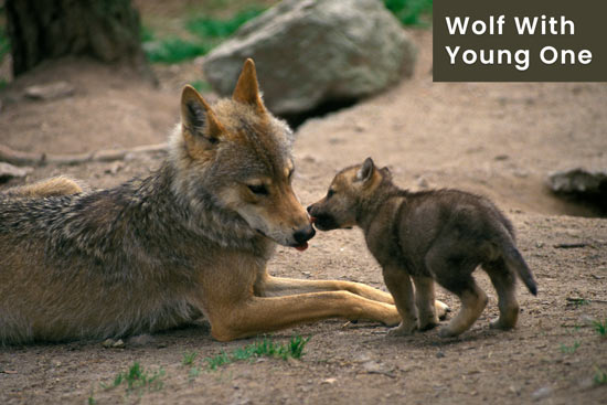 wolves-protect-their-family-and-young-one