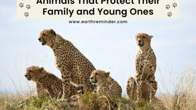 animals-that-protect-their-family-and-young-ones