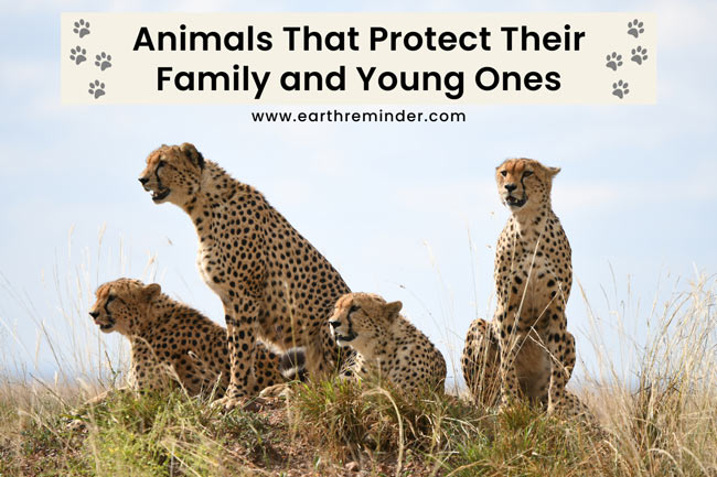 17 Animals That Protect Their Family and Young Ones