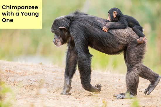 chimpanzee-protect-their-young-and-family