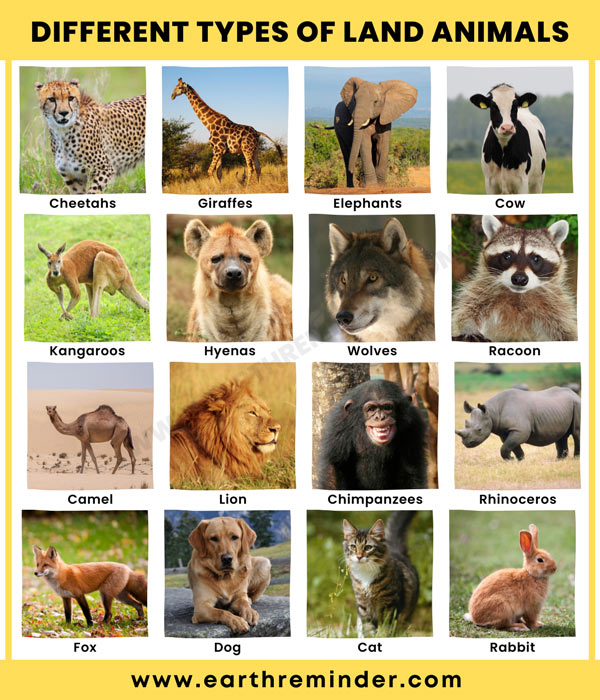 18 Different Types of Land Animals | Earth Reminder