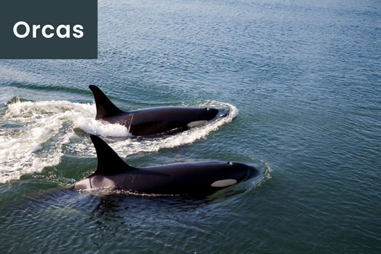 orcas-family