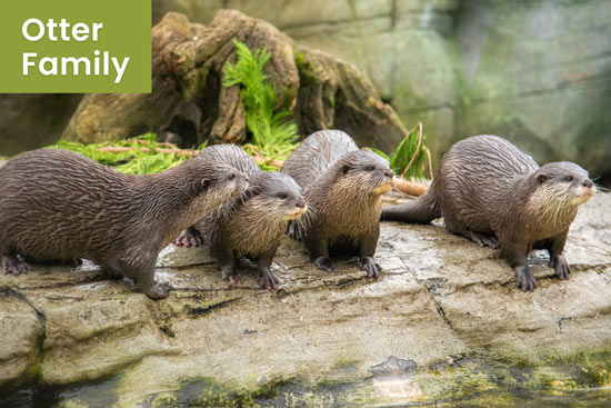 otter-protect-their-family