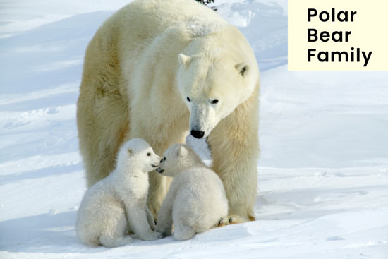 polar-bears-protect-their-family