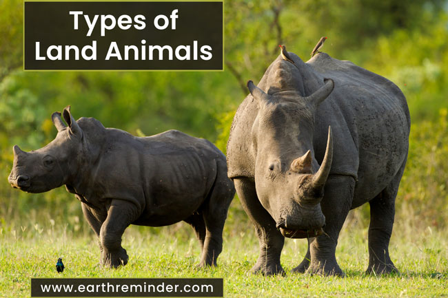 types-of-land-animals