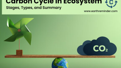 carbon-cycle-in-ecosystem