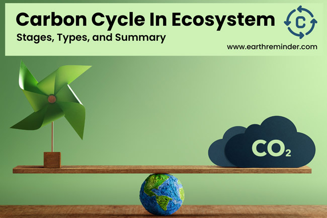 carbon-cycle-in-ecosystem