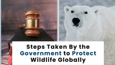 steps-taken-by-the-government-to-protect-wildlife