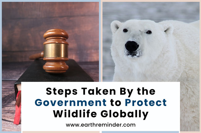 steps-taken-by-the-government-to-protect-wildlife