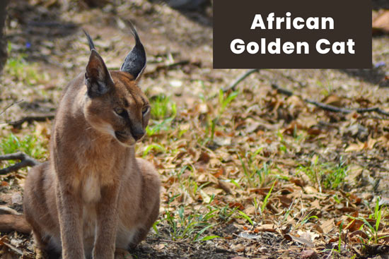 african-golden-cat