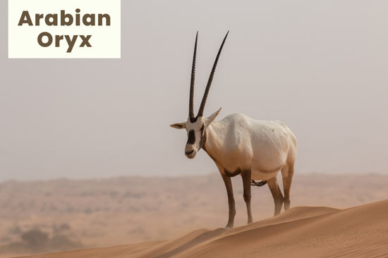 arabian-oryx-desert-animal