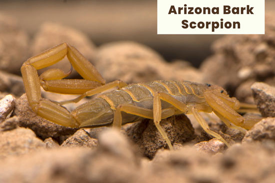 arizona-bark-scorpion