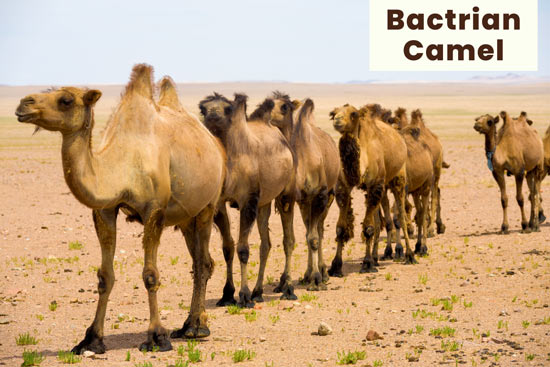 bactrian-camel-in-the-desert