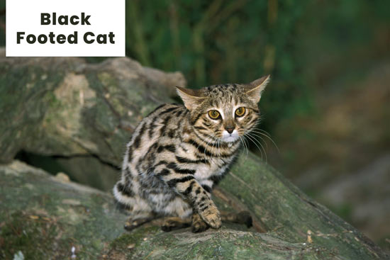 24 Different Types of Wild Cats