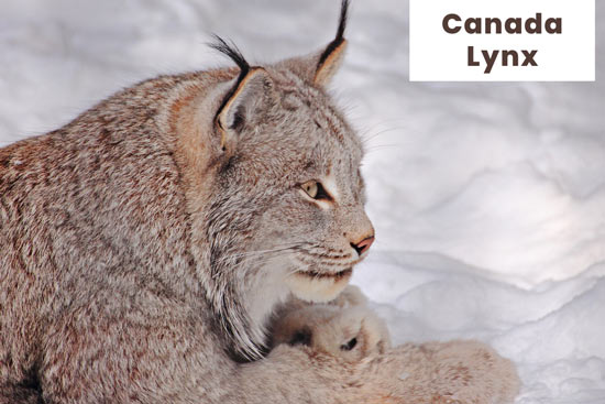 canada-lynx-cat