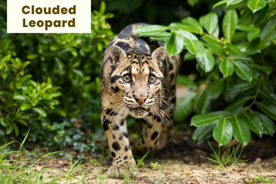 clouded-leopard-cat