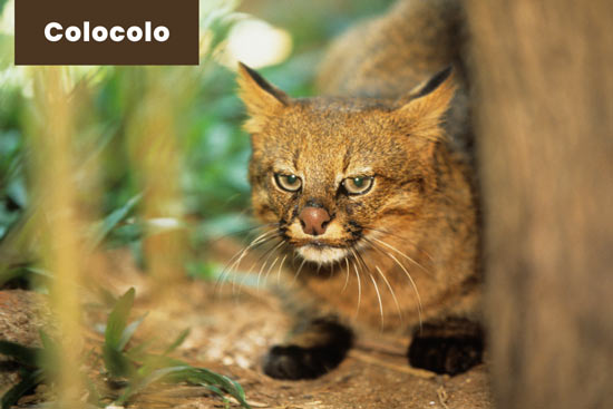 24 Different Types of Wild Cats