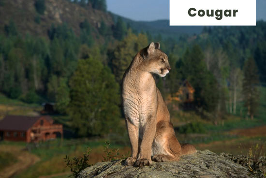 cougar-cat