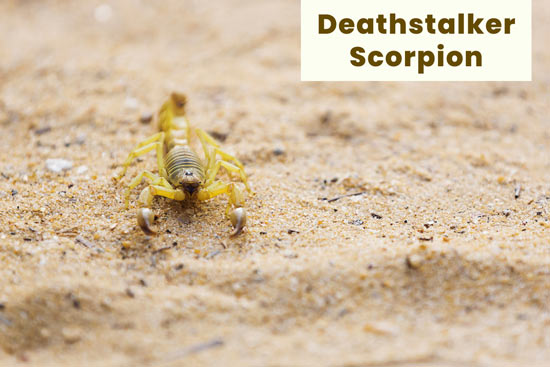 deathstalker-scorpion-in-the-desert