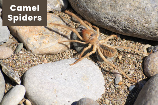 desert-camel-spiders