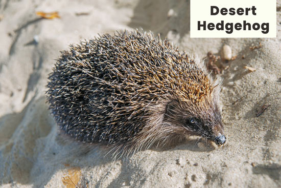 desert-hedgehog