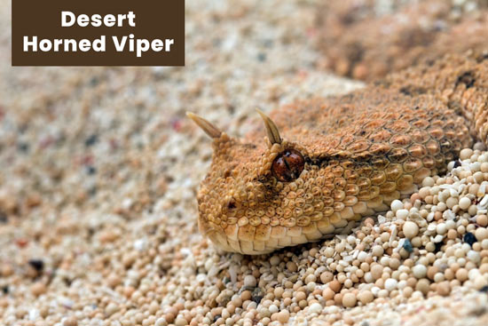 desert-horned-viper