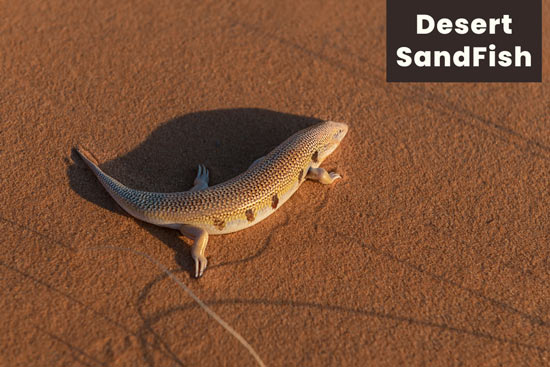 desert-sandfish