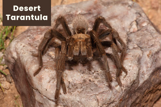 desert-tarantula