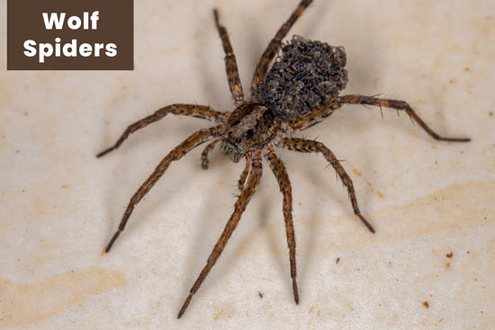 desert-wolf-spiders