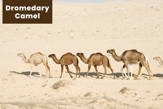 dromedary-camel-in-the-desert